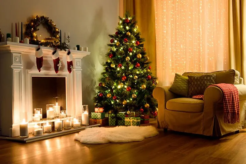 The Top 10 Best Indoor Trees to Brighten up Your Home image 3