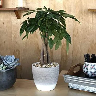 Best Low Maintenance Indoor Trees That Are Easy to Care For image 2