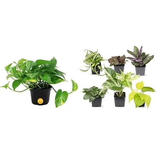 Easy Indoor Plants That Anyone Can Grow and Care For image 2