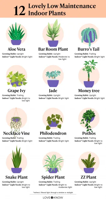 Easy Indoor Plants That Anyone Can Grow and Care For image 3