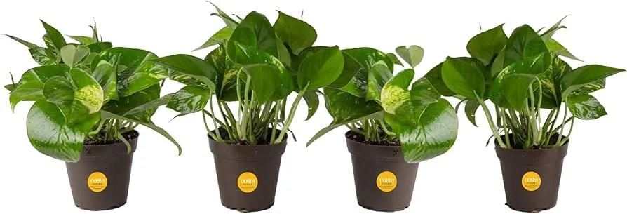 Easy Indoor Plants That Anyone Can Grow and Care For image 4