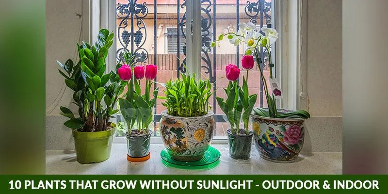 Why Some Plants Thrive Without Sunlight – How to Grow Plants in the Shade photo 0