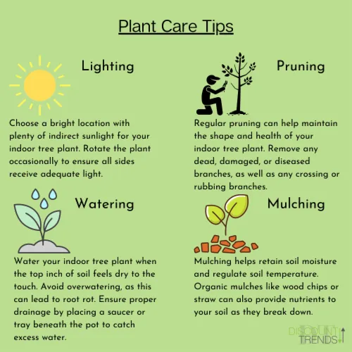 Tips for Choosing and Caring for Indoor Trees and Plants image 3