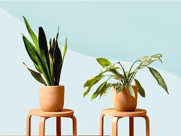 Easy Low Maintenance Indoor Plants for Small Spaces image 4