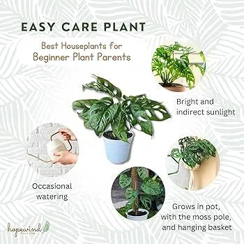 Best Houseplants for Beginners – Easy Care Indoor Plants Anyone Can Grow photo 3