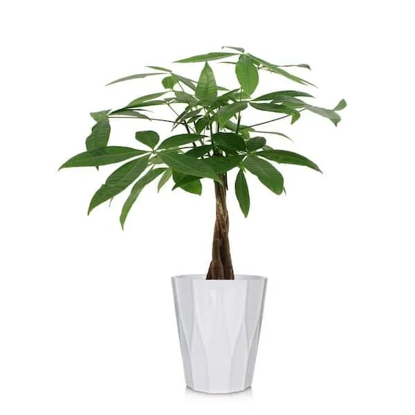 The Best Indoor Plants Trees to Add Life to Your Home