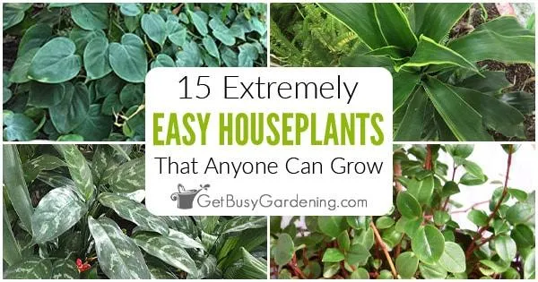 Easy Indoor Plants that Anyone Can Grow image 3