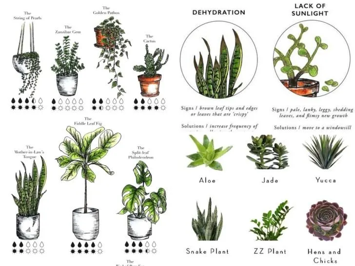 Easy Indoor Plants that Anyone Can Grow