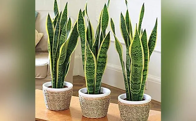 The Best Indoor Plants That Thrive Without Sunlight – [Blog Name] image 2