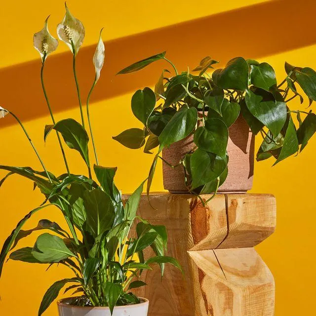 Easy Indoor Plants that Thrive with Little Effort image 2