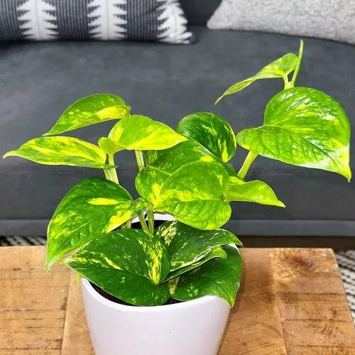 Easy Indoor Plants that Thrive with Little Effort image 3
