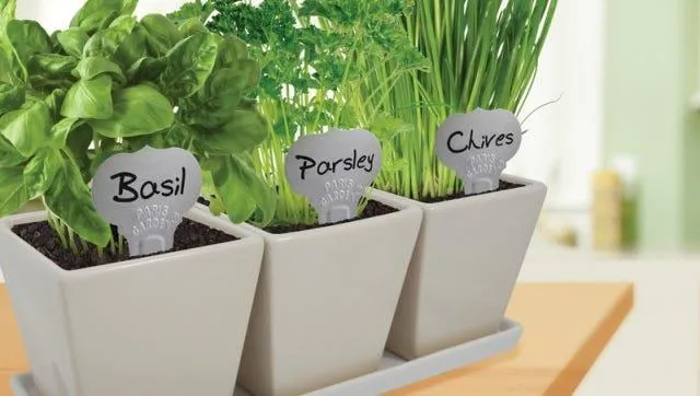 Easy Indoor Plants that Thrive with Little Effort image 4