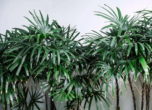 10 Best Indoor Trees for Low Light Conditions photo 3