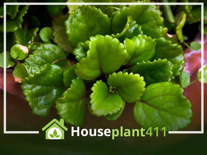 The Complete Guide to Growing Houseplant Ivy Indoors photo 2