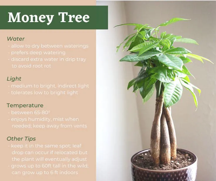 Best Indoor Plants and Trees to Grow at Home – Houseplant Guide for Beginners image 3