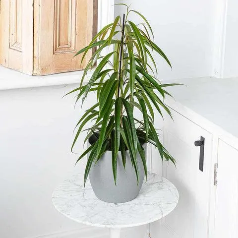 Best Indoor Plants and Trees to Grow at Home – Houseplant Guide for Beginners image 4