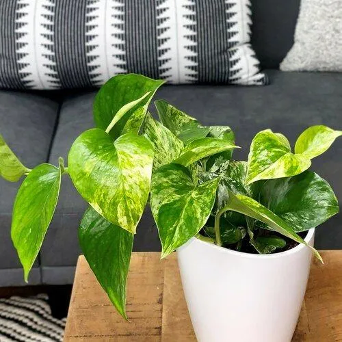 What are Variegated Leaves? A Guide to Houseplant Varieties with Colorful or White Splotches image 2
