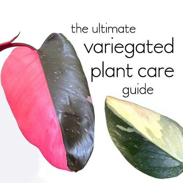 What are Variegated Leaves? A Guide to Houseplant Varieties with Colorful or White Splotches image 3