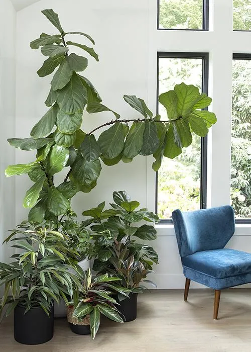 Best Large Indoor Plants – Top Houseplant Options for Interior Decor photo 2