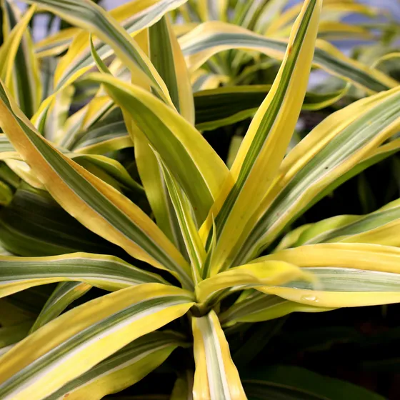 Care Tips for Striped Houseplants: How to Keep Variegated Plants Healthy and Stripes Vibrant image 2