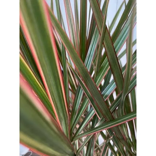 Care Tips for Striped Houseplants: How to Keep Variegated Plants Healthy and Stripes Vibrant image 3