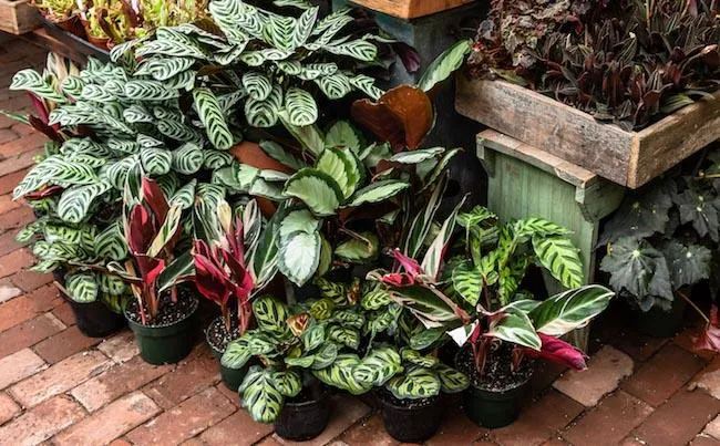 The Best Houseplants With Beautiful Variegated Leaves image 2