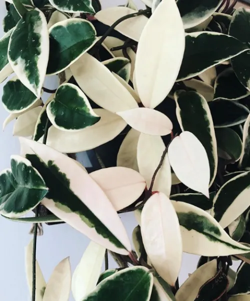 The Best Houseplants With Beautiful Variegated Leaves image 3