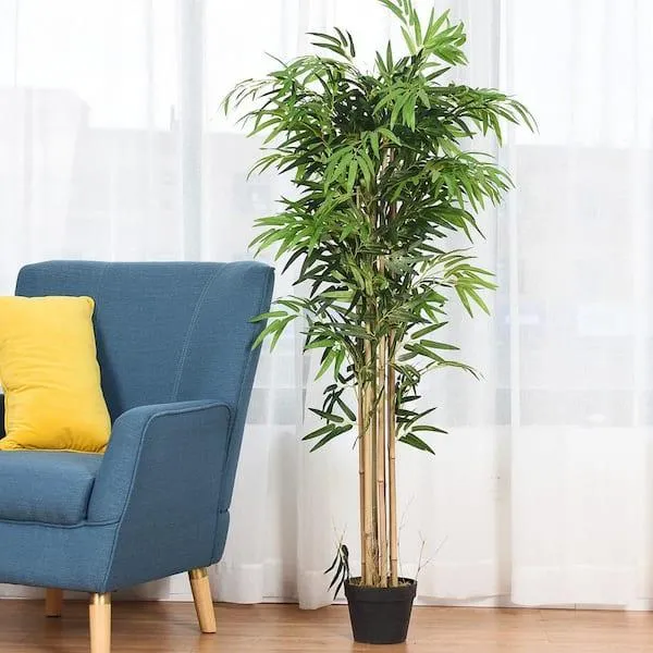 The Top 5 Best Indoor Live Trees To Brighten Your Home image 2