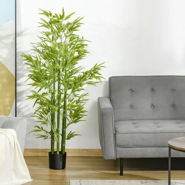 The Top 5 Best Indoor Live Trees To Brighten Your Home image 4