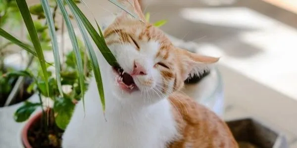 Top Houseplants That Are Safe for Cats – Which Plants Cats Won’t Eat or That Aren’t Toxic image 2