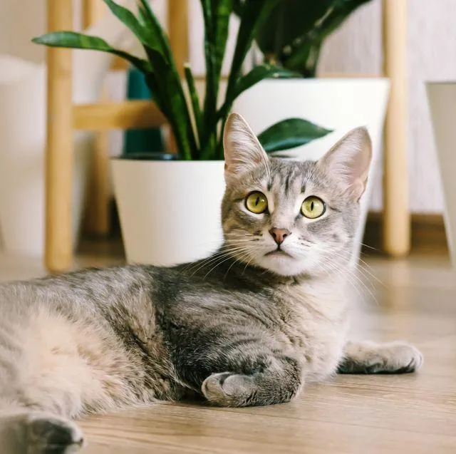 Top Houseplants That Are Safe for Cats – Which Plants Cats Won’t Eat or That Aren’t Toxic image 3