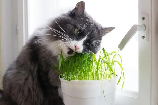 Top Houseplants That Are Safe for Cats – Which Plants Cats Won’t Eat or That Aren’t Toxic image 4