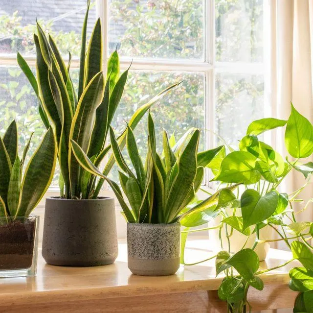 Top 10 Low Light Houseplants that Thrive in Dimly Lit Homes photo 3