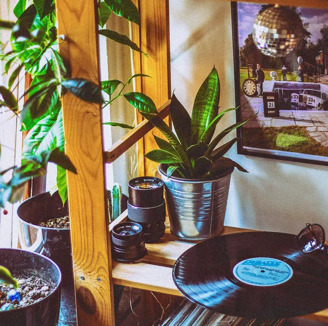Top 10 Low Light Houseplants that Thrive in Dimly Lit Homes photo 4