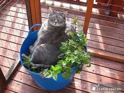 Best Indoor Plants for Small Spaces with Cats: Pet-Safe Plant Options image 4