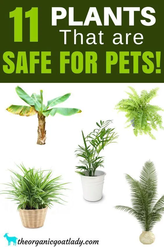 Houseplants That Are Safe for Cats and Dogs – Non-Toxic Indoor Plants for Pets image 4