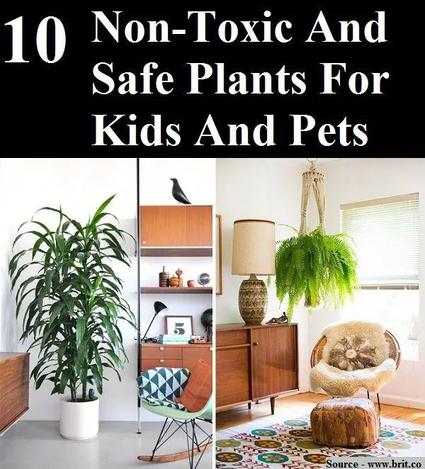 Houseplants That Are Safe for Dogs and Cats – Non-Toxic Plant List image 4