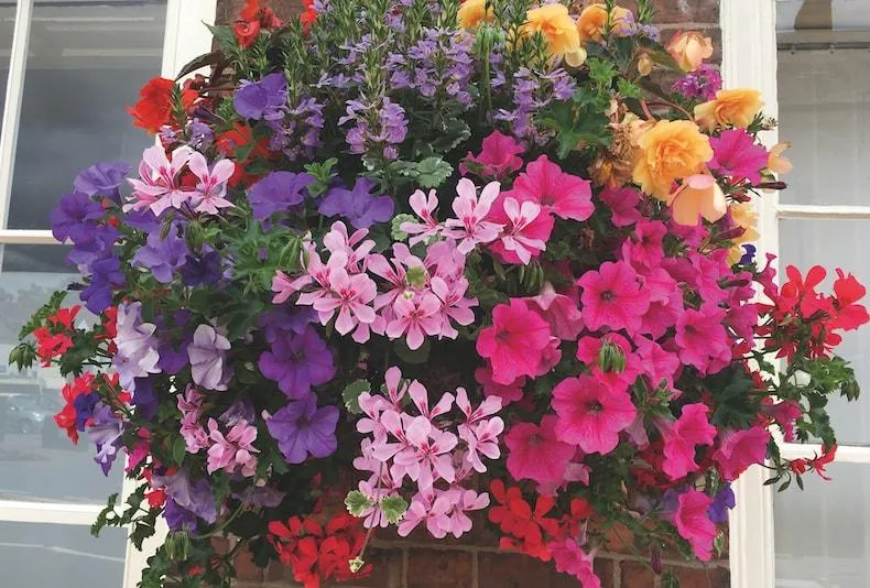 Best Plants for Indoor Hanging Baskets – Top Flowering and Foliage Choices to Liven Up Your Home image 2
