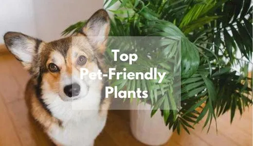 Top Houseplants That Are Safe For Dogs – Dog-Friendly Indoor Plants Guide image 2