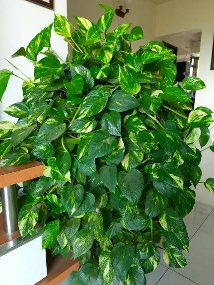 Top Houseplants That Are Safe For Dogs – Dog-Friendly Indoor Plants Guide image 3