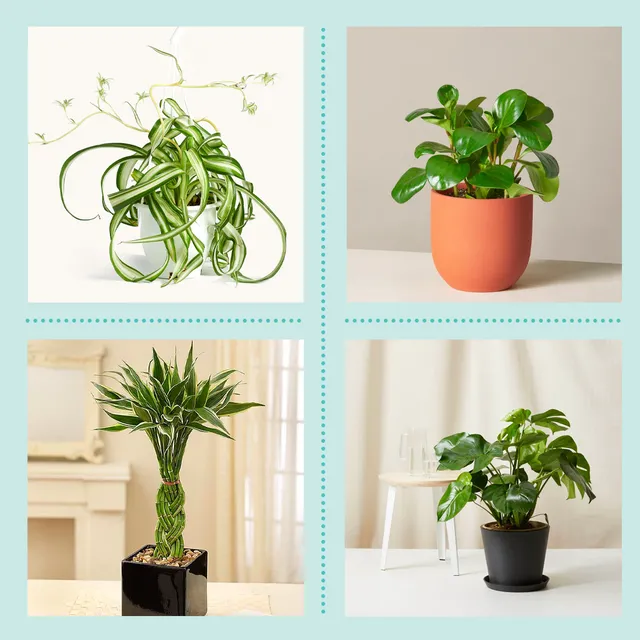 Best Plants That Can Survive With Minimal Sunlight – Thrive Indoors With These Low Light Plant Options image 2