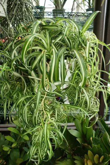 Common Houseplants That Are Safe for Cats and Dogs photo 4