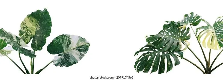 How Variegated Plants Are Created – The Process of Making Plants With Stripes and Patterns image 3