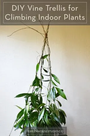 Best Indoor Hanging Plants – Top Indoor Climbing Vines and Houseplants to Hang Around Your Home image 3