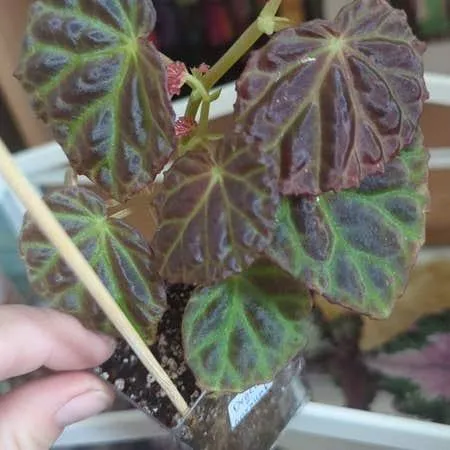 How to Variegate Plants: A Complete Guide to Creating Colorful Variations in Plants photo 4
