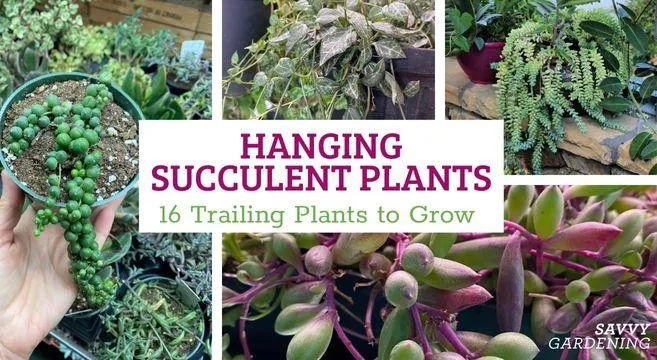 Best Trailing Plants for Containers and Hanging Baskets – Botanical Name Guide photo 3