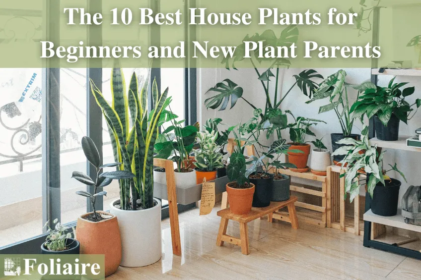 Best Trailing Houseplants For Your Indoor Garden – Top 10 Vine Plants For Inside image 4