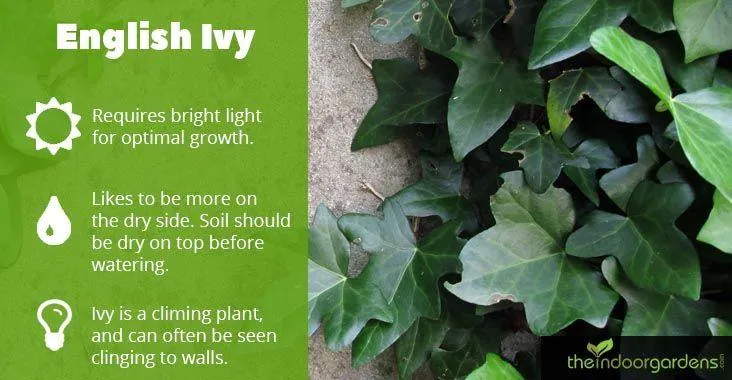 How Often Should You Water Ivy Plants? Proper Watering Tips and Schedule for English Ivy image 2