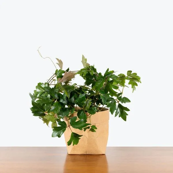 How Often Should You Water Ivy Plants? Proper Watering Tips and Schedule for English Ivy image 3