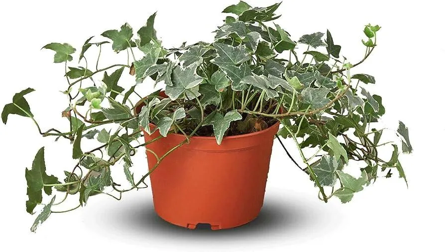 How Often Should You Water Ivy? Tips for Watering English Ivy and Other Types of Houseplants image 2